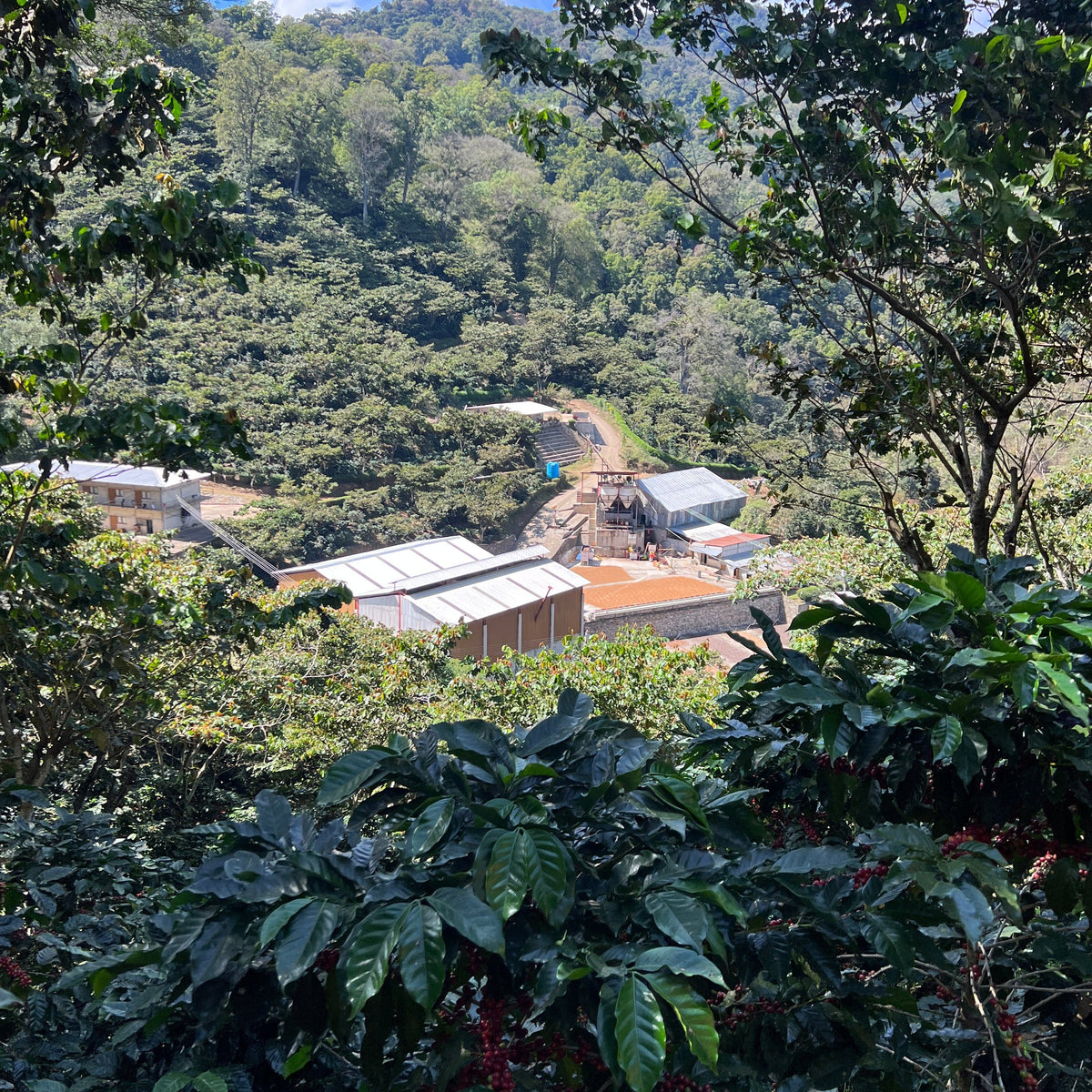 Finca Nuevo